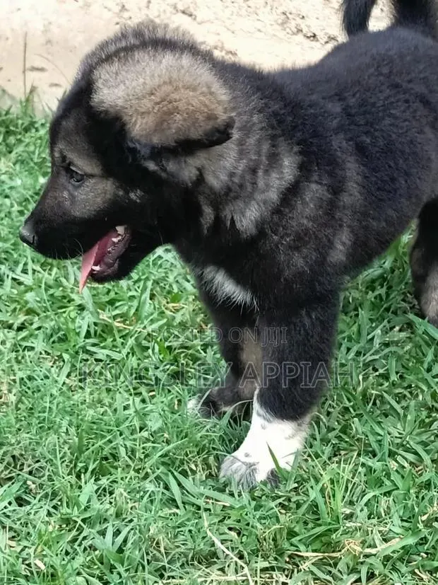 1-3 months Male Purebred Caucasian Shepherd · Photo 1