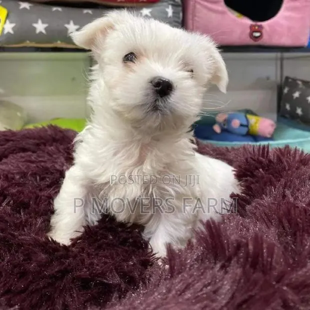 1-3 months Female Purebred Maltese · Photo 1