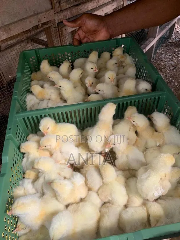 Foreign Ross Broilers. · Photo 1