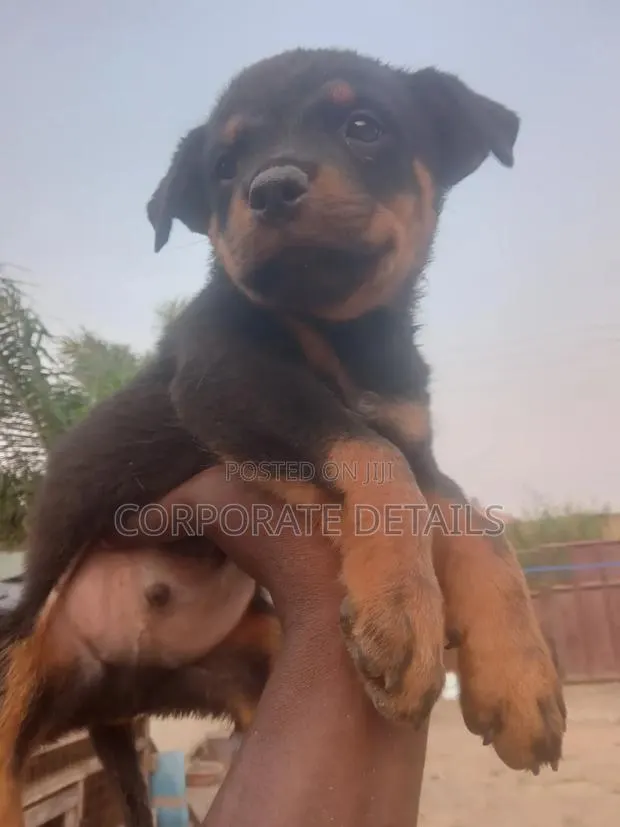 1-3 months Male Purebred Rottweiler · Photo 1