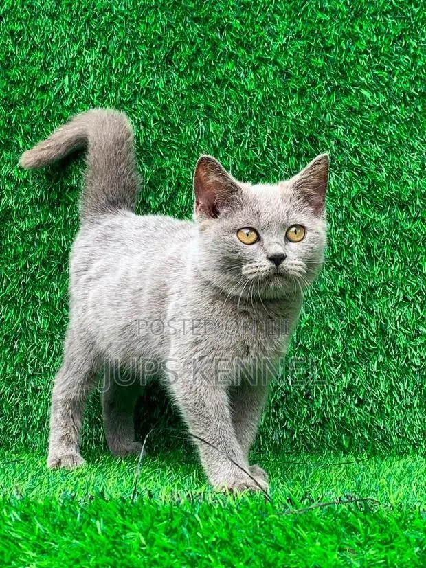 1-3 months Male Purebred British Shorthair · Photo 1