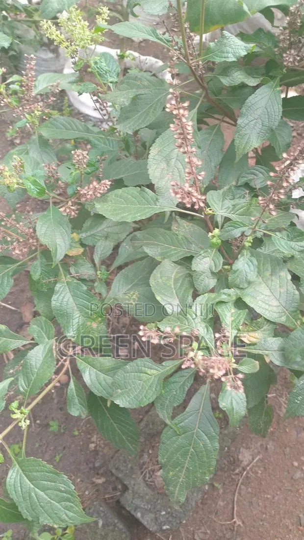 Nunum Seeds · Photo 1