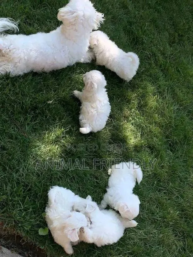 1-3 months Male Purebred Maltese · Photo 1