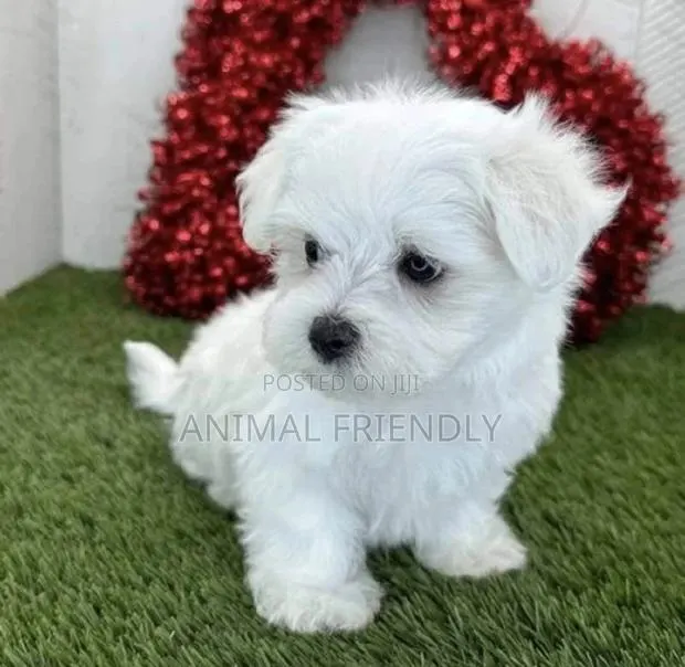 1-3 months Male Purebred Poodle · Photo 1