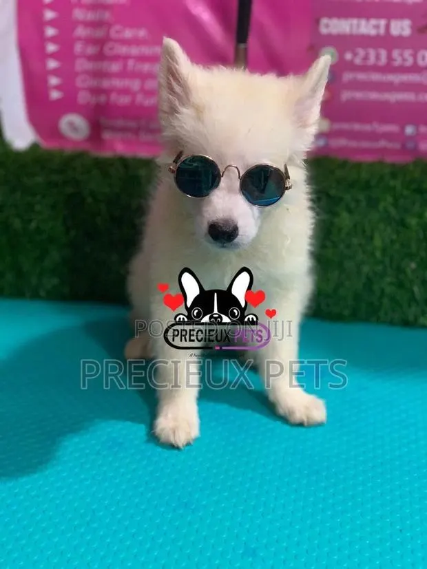 1-3 Months Male Purebred Japanese Spitz · Photo 1