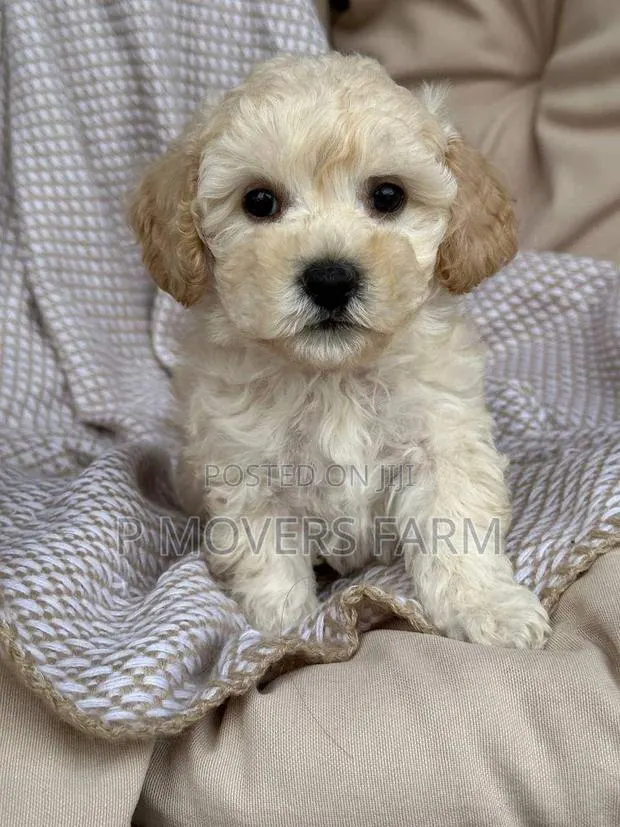 1-3 months Female Purebred Poodle · Photo 1