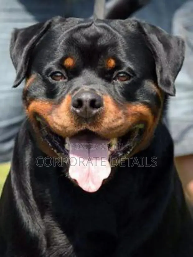 1+ year Male Purebred Rottweiler · Photo 1
