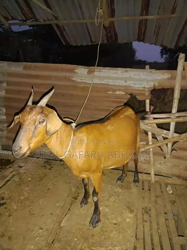 Nice Female Goat · Photo 1