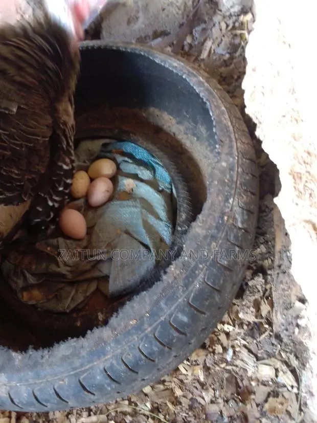 Fertile Turkey Eggs for Sale · Photo 1