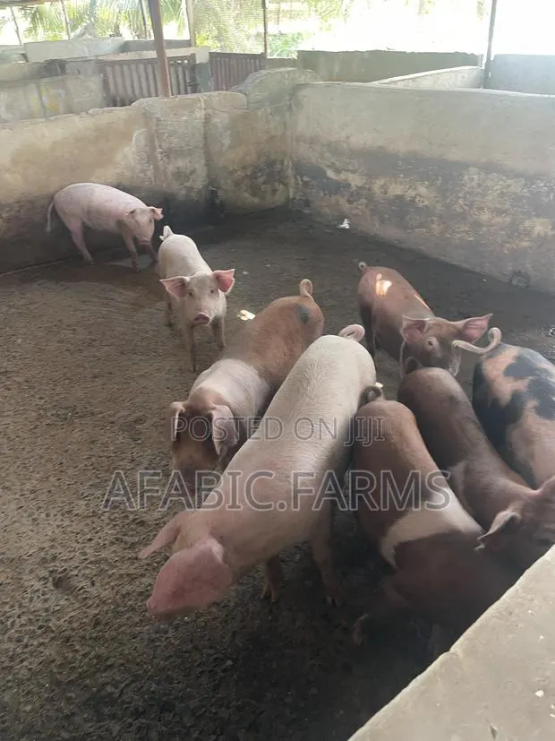 Piglets for Sale · Photo 2