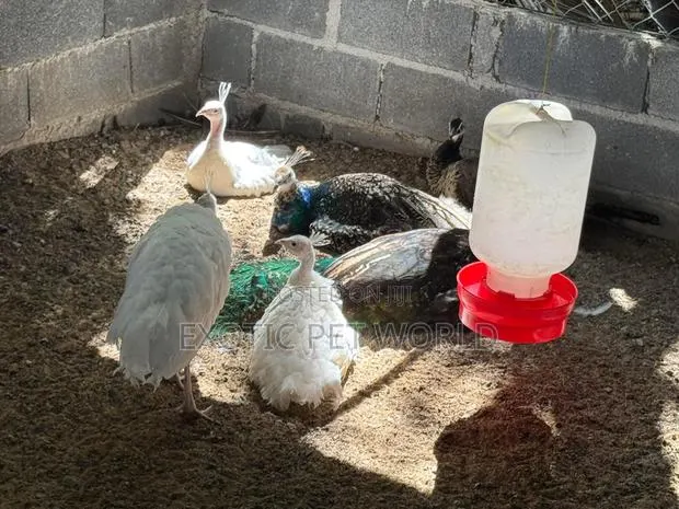 Blue Peafowls · Photo 3