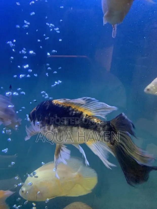 Butterfly Koi Fishes · Photo 1