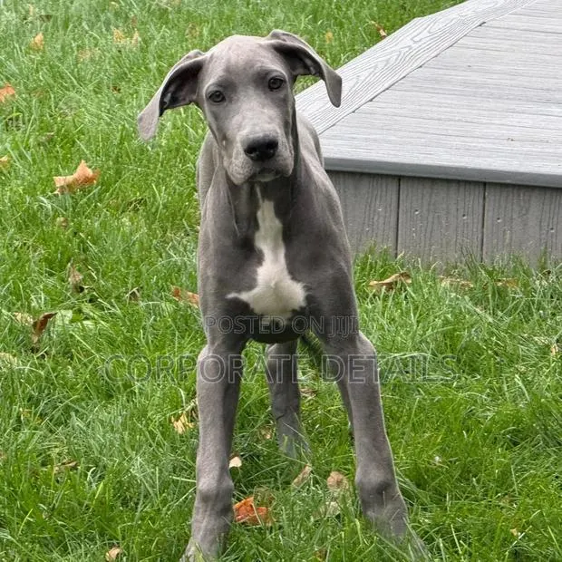 1-3 months Male Purebred Great Dane · Photo 1
