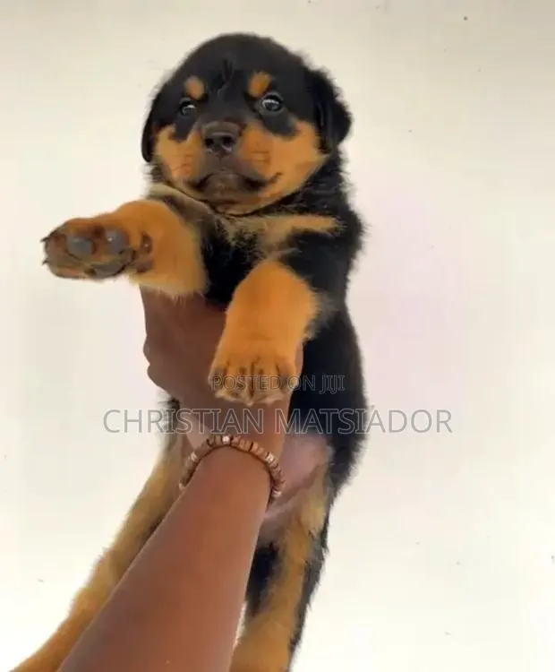 3-6 months Female Purebred Rottweiler · Photo 1