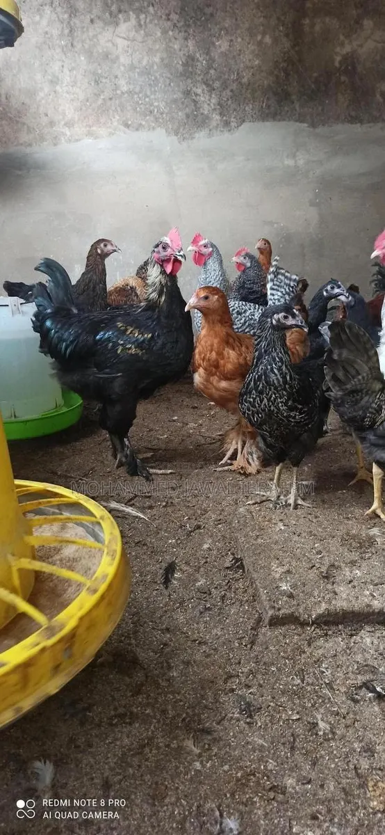 16weeks Pure Brahma Breeds · Photo 1