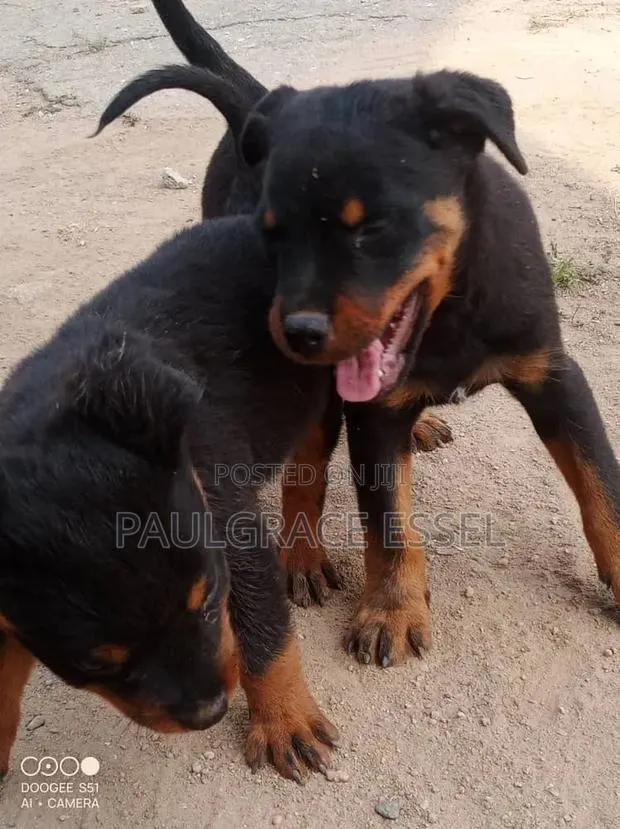 1-3 months Male Purebred Rottweiler · Photo 1