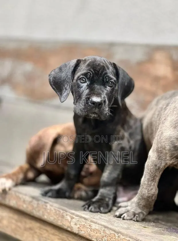 1-3 months Female Purebred Cane Corso · Photo 1