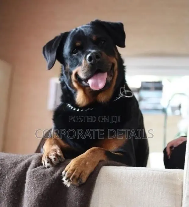 6-12 months Male Purebred Rottweiler · Photo 1