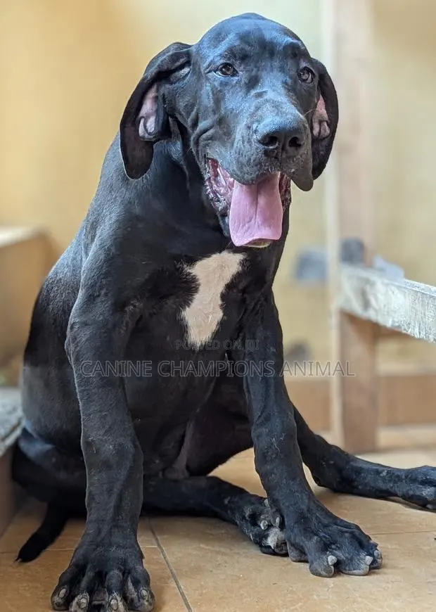 3-6 months Female Purebred Great Dane · Photo 1