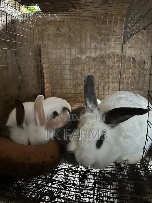 Rabbit for Breeding or Meat · Photo 3
