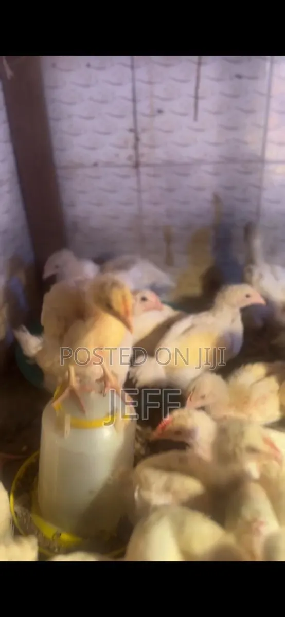 Broiler Chicken for Sale · Photo 3