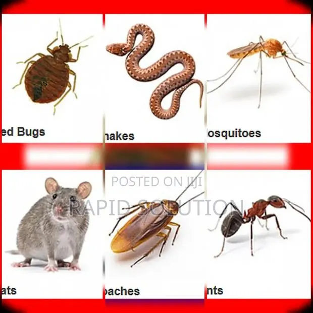 Snakes, Mosquitoes, Muse, Cockroaches, Bedbugs, Ants Specialist · Photo 1