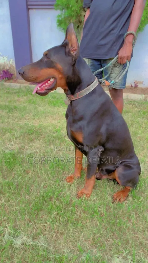 1+ year Male Purebred Doberman Pinscher · Photo 1