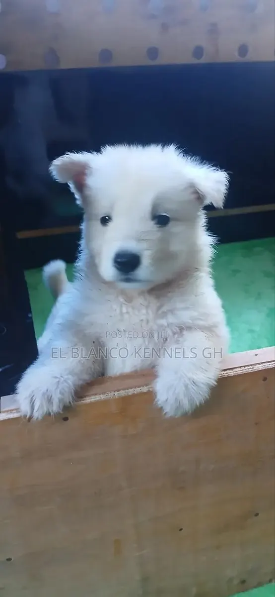 1-3 months Female Purebred White Shepherd · Photo 1