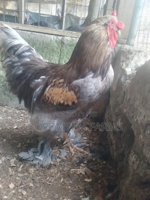 Brahma Chicken for Sale · Photo 1