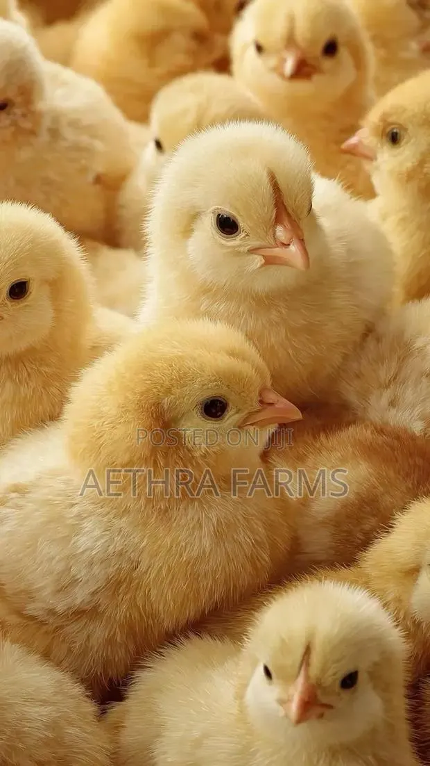 Day Old Chicks · Photo 1