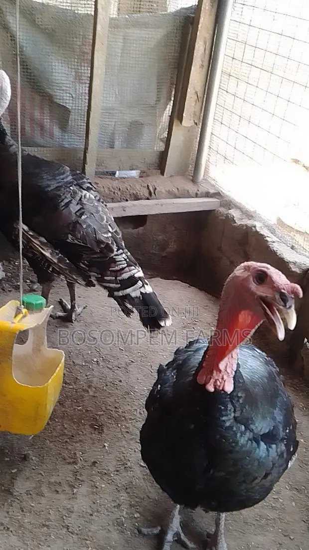 Male Foreign Turkeys (Broad Breasted Bronze) for Sale. · Photo 1