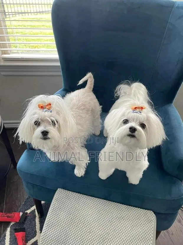 1-3 months Male Purebred Maltese · Photo 1