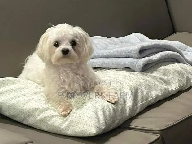 1-3 months Female Purebred Maltese · Photo 1