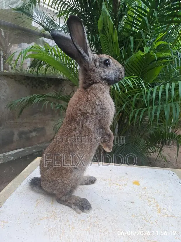 Rabbits for Sale · Photo 1