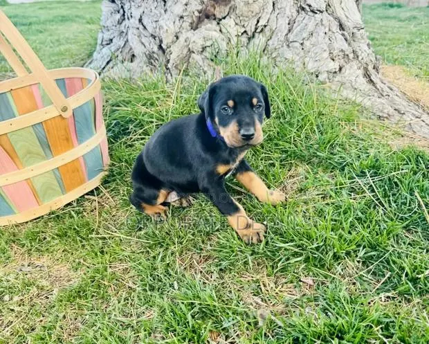 1-3 months Male Purebred Doberman Pinscher · Photo 1