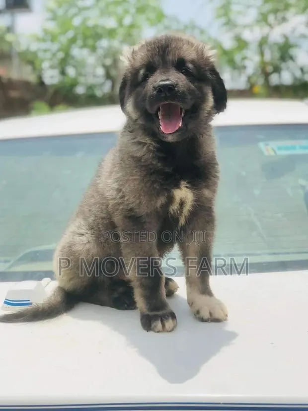 1-3 months Female Purebred Caucasian Shepherd · Photo 1