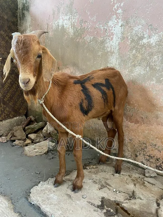 Matured Goats for Breeding and Meat Purposes · Photo 1
