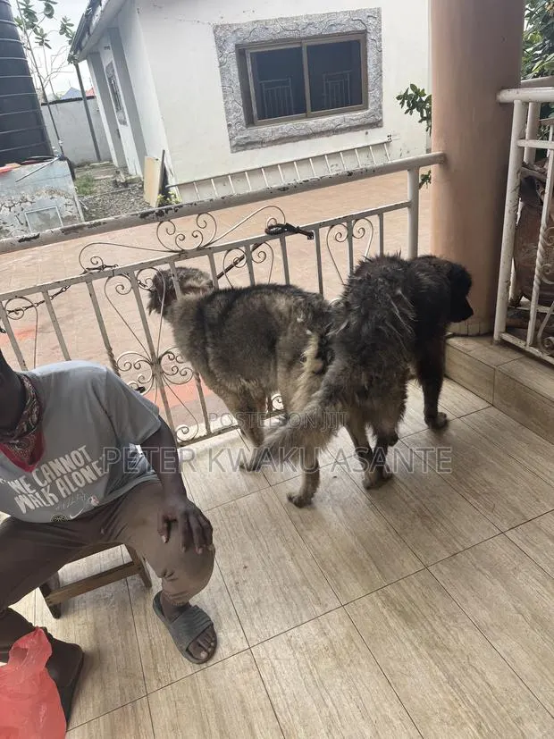 1+ year Male Purebred Caucasian Shepherd · Photo 4