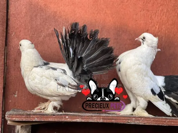 Tricolor Indian Fantail Pigeons · Photo 1