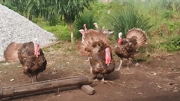 Foreign Bourbon Red Turkeys · Photo 1
