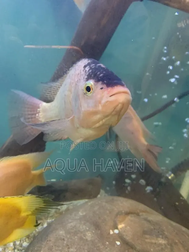 Cichlids Fish · Photo 1