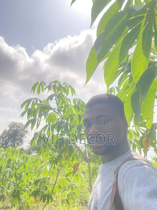 Cassava in HO · Photo 3