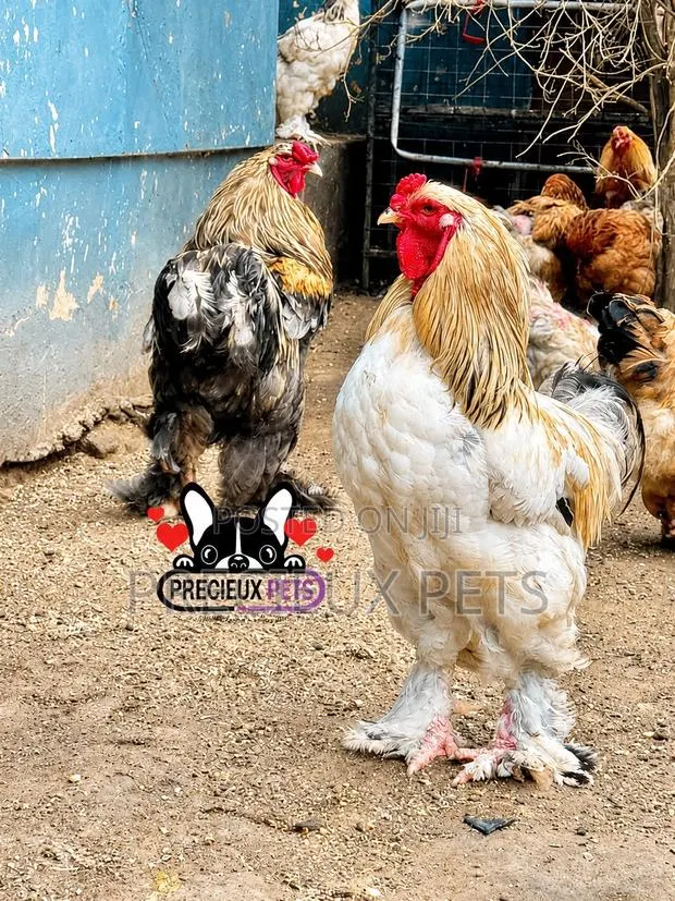 Brahama Chickens · Photo 3