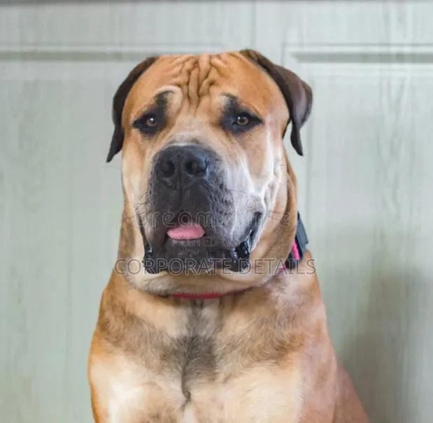 1+ year Male Purebred Boerboel · Photo 1