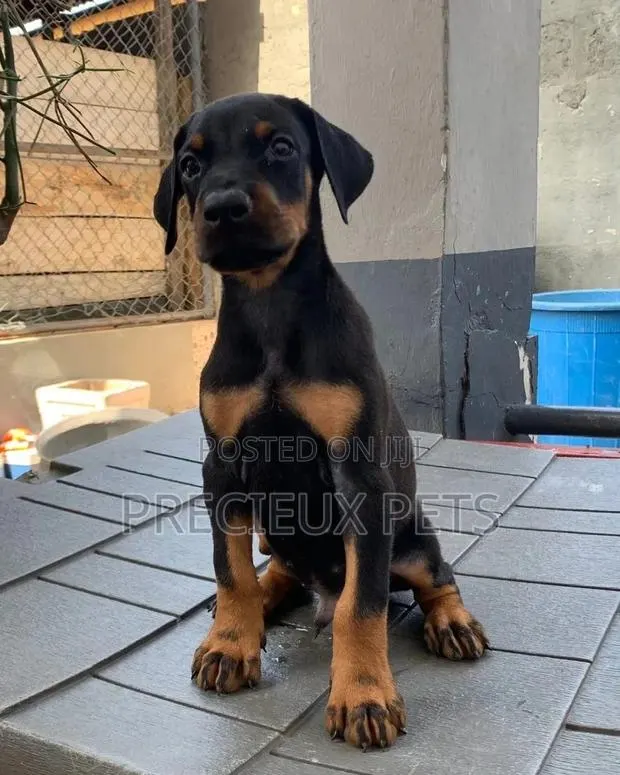 3-6 Months Male Purebred Doberman Pinscher · Photo 1