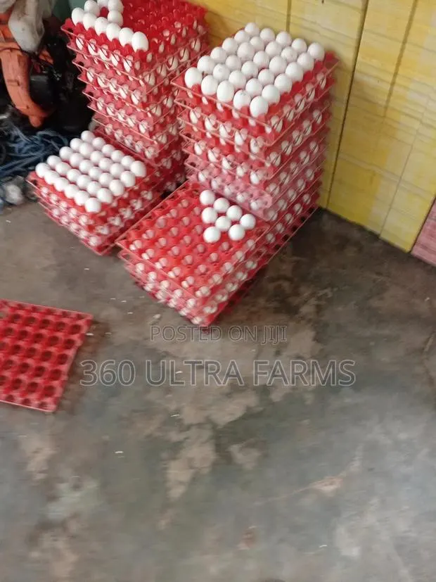 Plastic Egg Crate · Photo 1