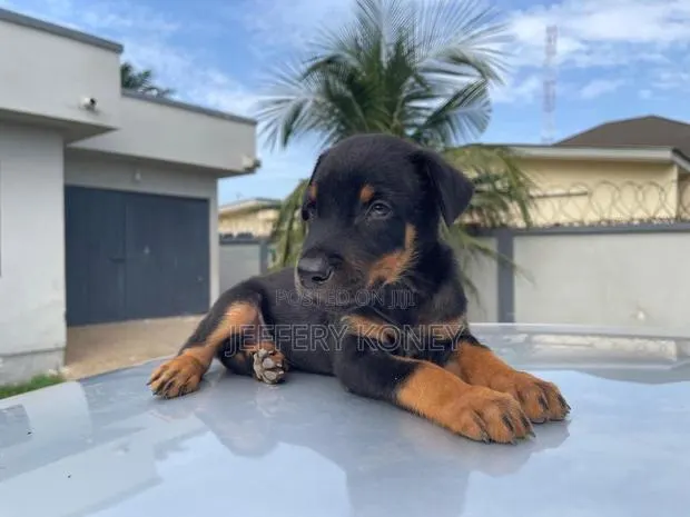 1-3 months Male Purebred Doberman Pinscher · Photo 1