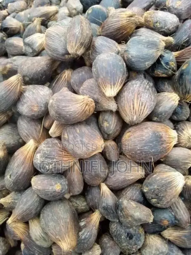 Palm Kernel Nut for Sale in Bulk Only · Photo 1