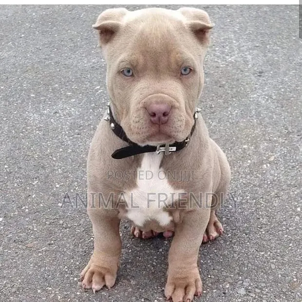 1-3 months Male Purebred American Pit Bull Terrier · Photo 1