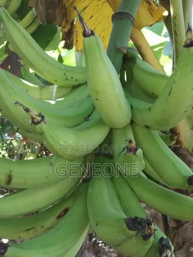 Fresh Plantain · Photo 1